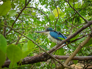 kingfisher on a branch