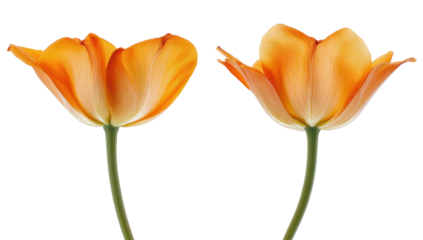 Two vibrant orange tulips, slightly different in bloom, displayed against a black backdrop, showcasing their delicate petals and green stems