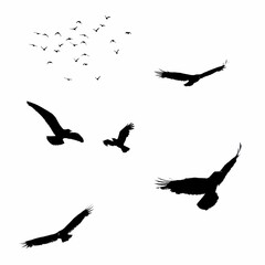 Various black silhouettes of birds in flight, including flocks and single individuals. All are clearly isolated against a white background