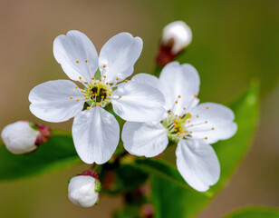 Beautiful white cherry blossom flowers in full bloom, showcasing delicate petals and vibrant green leaves, perfect for garden aesthetics