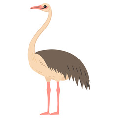 Obraz premium ostrich, animal, vector, transparent background, bird, wildlife, beak, wild, zoo, feather, nature, feathers, large, big, fauna, birds, isolated, neck, farm