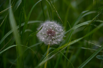 Vibrant Dandelion Amidst Greenery