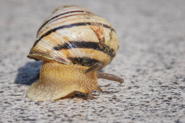 Snail with a striped spiral shell crawling across granite under bright sunlight, its antennae fully extended