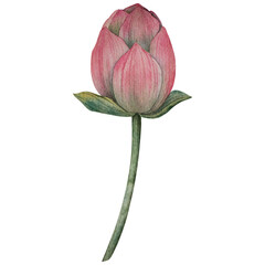 Hand drawn lotus flower buds in watercolor style. Tropical flower of waterlily. botanical illustration for packaging, wedding decor, textile, branding, spa product, floral Zen design