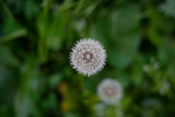 Vibrant Dandelion Amidst Greenery