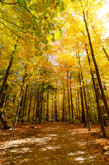 autumn in the forest