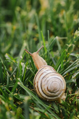 Pale spiral-shelled snail moving forward through tall green grass, captured from behind in a detailed outdoor macro shot