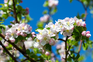 Blooming apple tree branch with white flowers against clear blue sky, spring nature background.