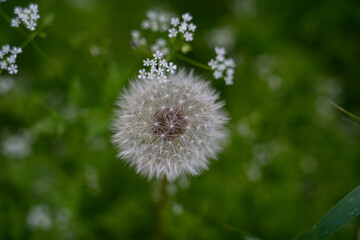 Vibrant Dandelion Amidst Greenery
