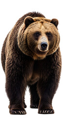 Fototapeta premium Photo Of A Brown Bear Standing Isolated On A Transparent Background