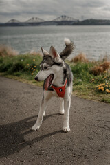 Husky dog walking in nature