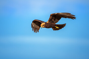 Western Marsh Harrier flying over wetland reeds