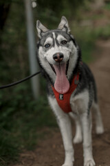 Husky dog walking in nature