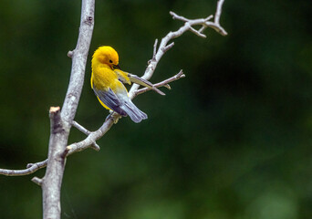 Male Prothonotary Warbler preening