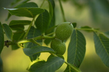 Unripe Green Walnut on the Tree