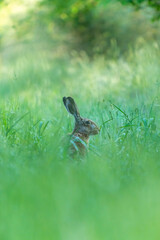 Ein Hase zwischen langen Grashalmen auf einer Wiese