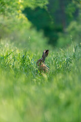 Ein Hase zwischen langen Grashalmen auf einer Wiese