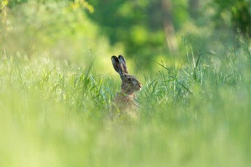 Ein Hase zwischen langen Grashalmen auf einer Wiese