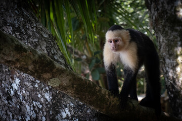 White-faced capuchin monkey walking on a tree branch in the rainforest