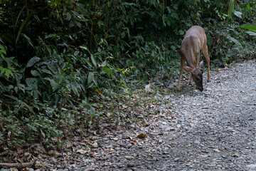 Naklejka premium Red brocket deer foraging on gravel road in lush rainforest