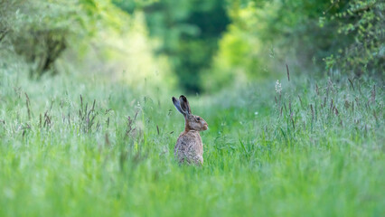 Ein Hase zwischen langen Grashalmen auf einer Wiese
