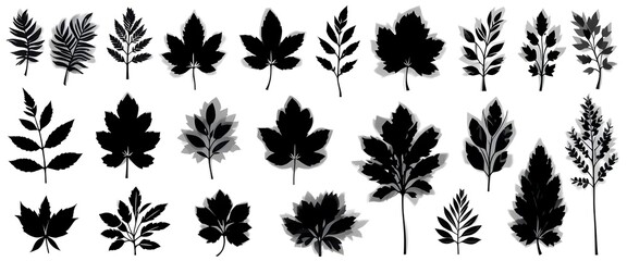 Set of Leaf Silhouettes &ndash; Beautiful Plant Vector Illustrations