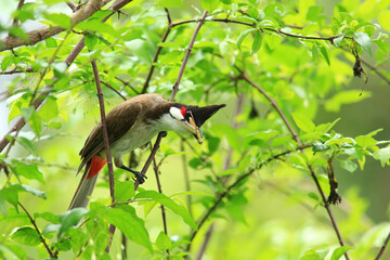 bird is looking for prey on a tree branch.