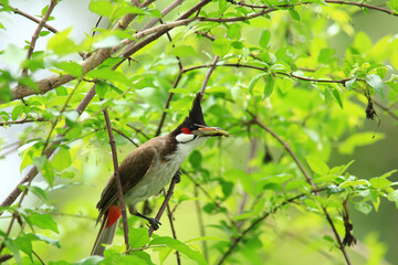 bird is looking for prey on a tree branch.