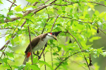 bird is looking for prey on a tree branch.