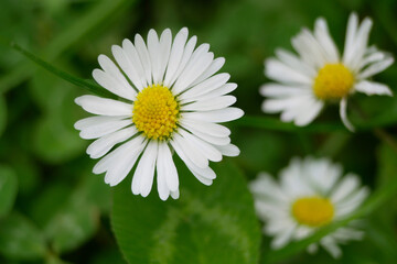 Bellis perennis annua wild Daisy flowers close up macro. High quality background wallpaper with copy space © Anastasiia