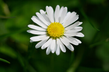 Obraz premium Bellis perennis annua wild Daisy flower close up macro. High quality background wallpaper with copy space