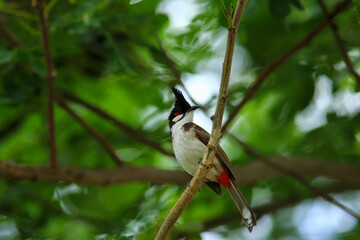 bird is looking for prey on a tree branch.