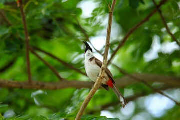 bird is looking for prey on a tree branch.