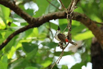 bird is looking for prey on a tree branch.
