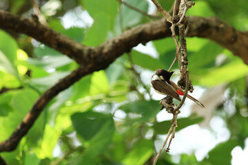 bird is looking for prey on a tree branch.