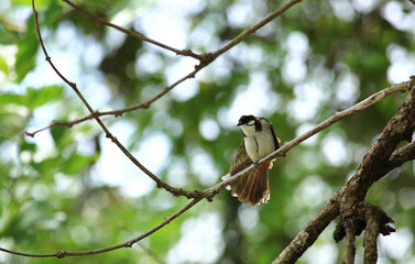 bird is looking for prey on a tree branch.