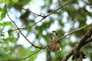 bird is looking for prey on a tree branch.