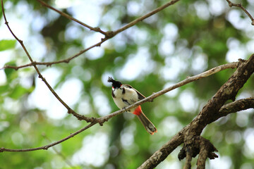 bird is looking for prey on a tree branch.