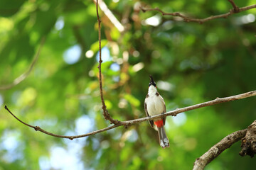 bird is looking for prey on a tree branch.
