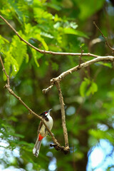 bird is looking for prey on a tree branch.
