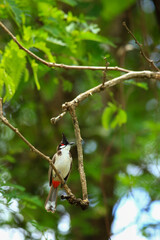 bird is looking for prey on a tree branch.