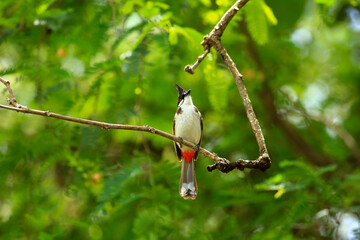bird is looking for prey on a tree branch.