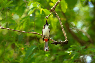 bird is looking for prey on a tree branch.