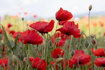 Obraz premium Multiple red poppy flowers blooming in a sunlit summer meadow, with a soft, slightly blurred sky in the background.