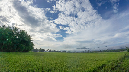 Lush Green Rice Field Under Cloudy Sky