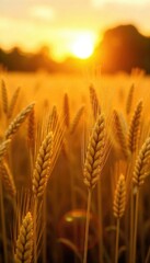 Golden hour sunlight bathes a sun-drenched field of ripe wheat, swaying gently in the warm summer breeze A quintessential image of summer's bounty and abundance , grain, summer landscape, sun