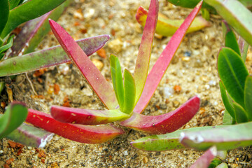 close up of  succulent plants 