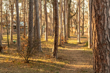 Forest path view in the park.