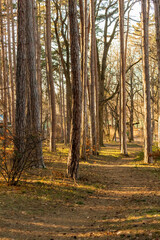 Forest path view in the park.