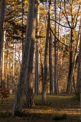 Obraz premium Forest path view in the park.